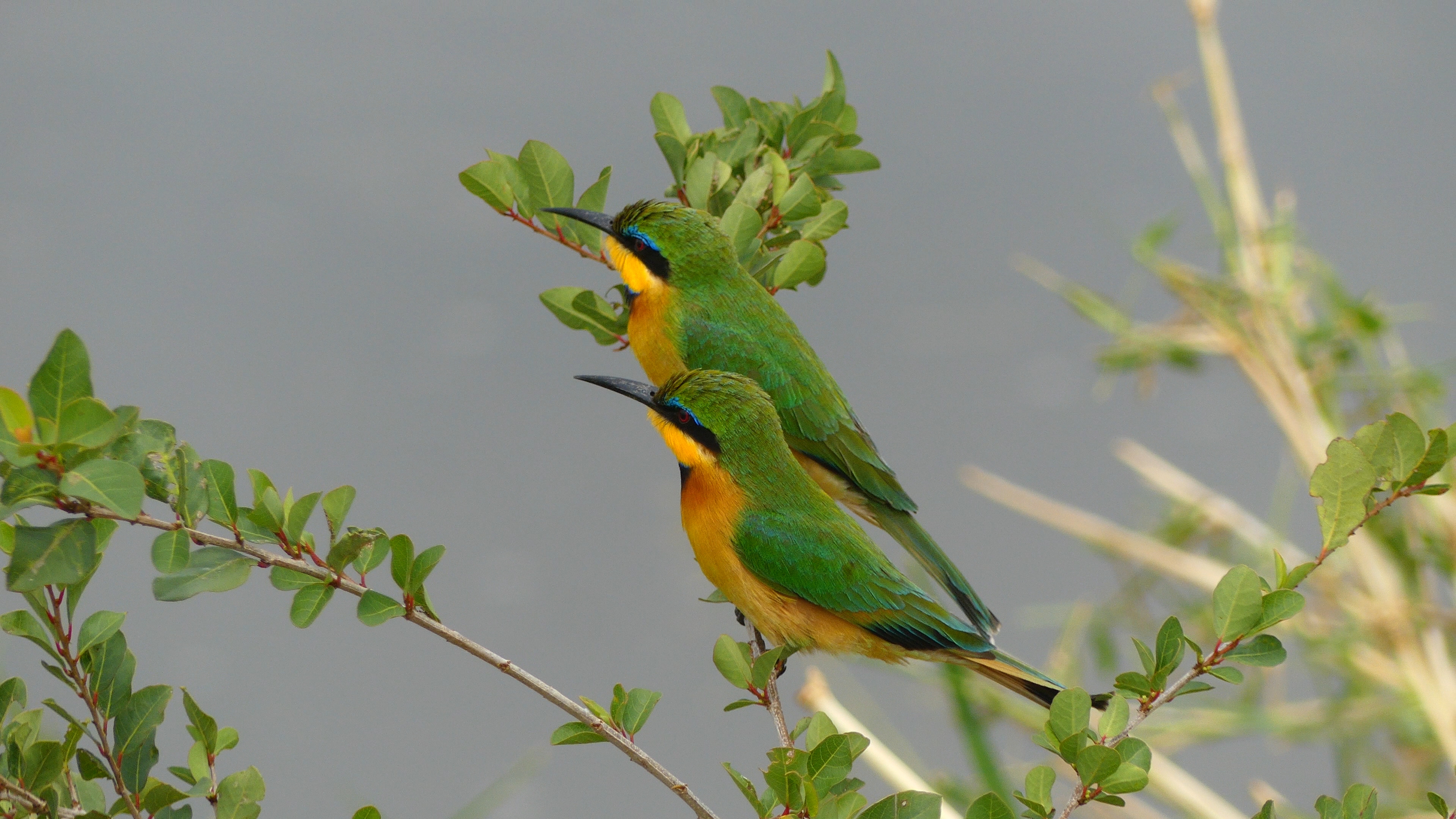 Bee eater bird Tanzania